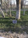 Аллея космонавтов, дерево Гагарина