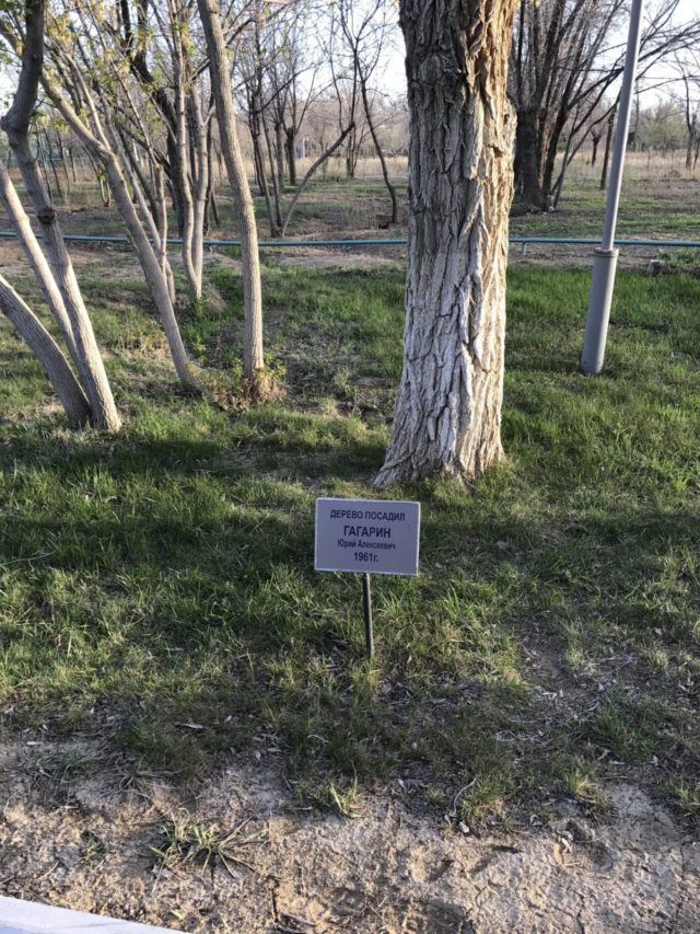 Аллея космонавтов, дерево Гагарина